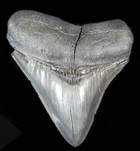 Serrated Fossil Megalodon Tooth - South Carolina #39248